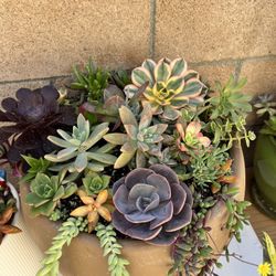 Succulent Arrangement 