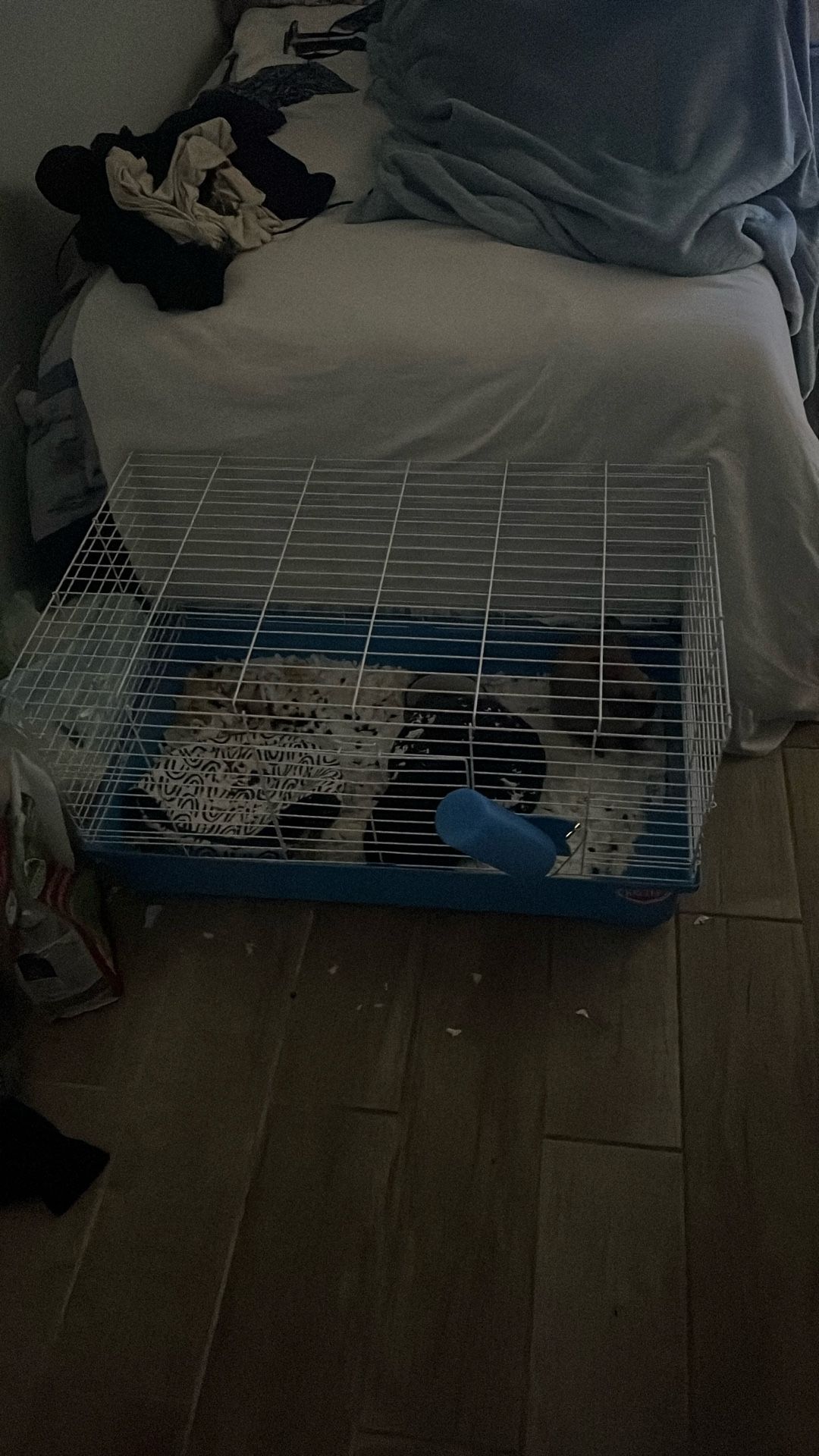 Bunny’s Male And Female