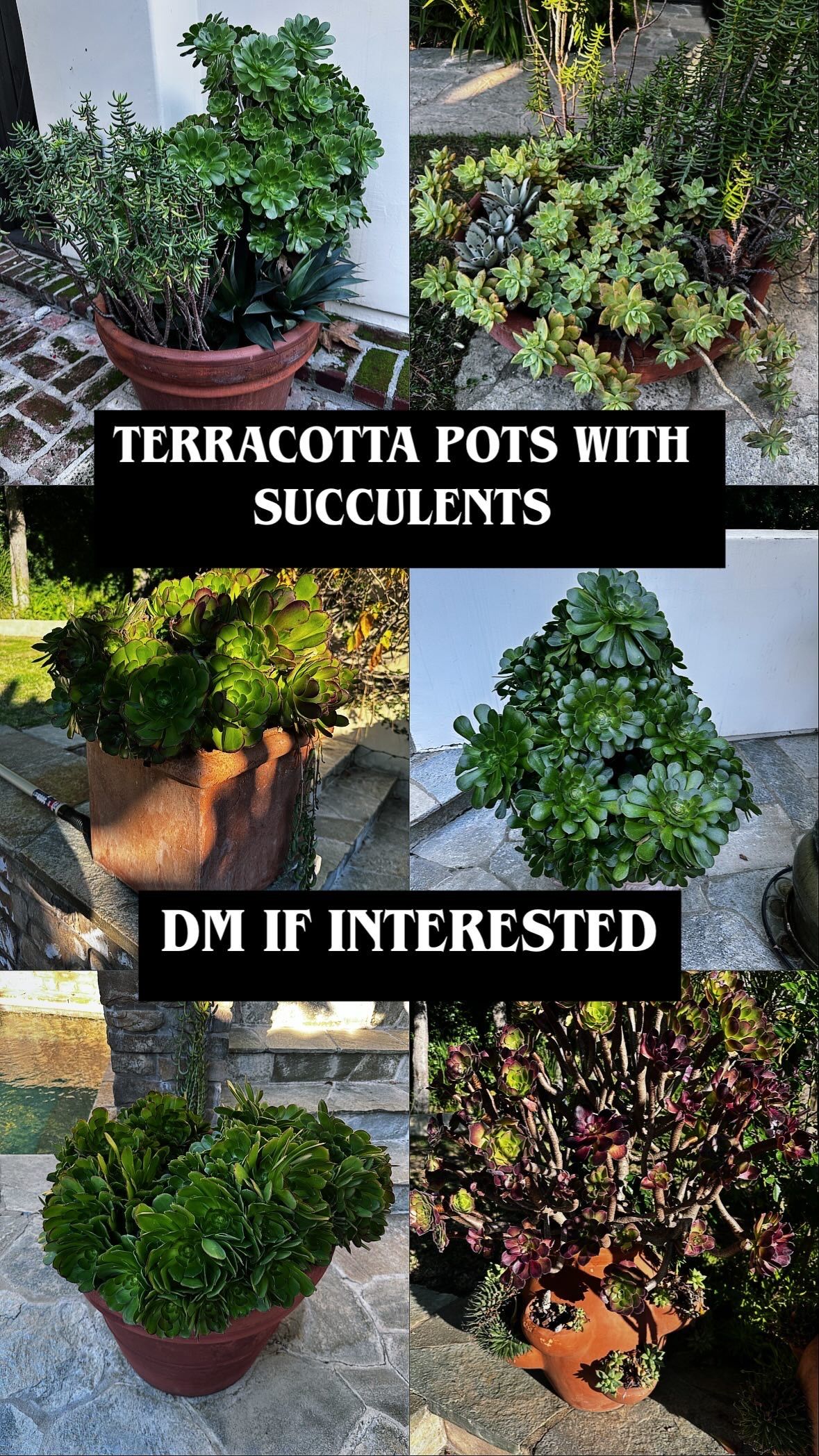 terracotta pots with succulents