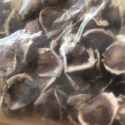 Moringa Seeds