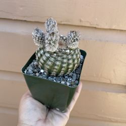4” cactus
