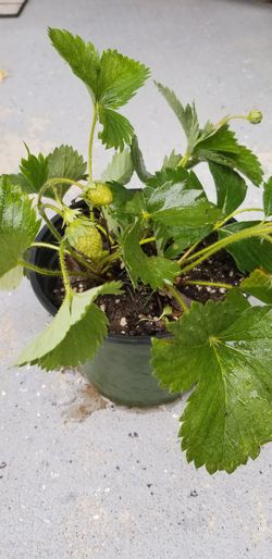 Organic strawberry plant