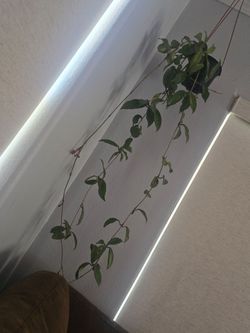 Hoya Carnosa Vine Hanging Plant