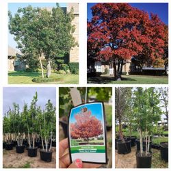 Red Oak Trees 30gallon 9 Iin 10 Ft Tall 