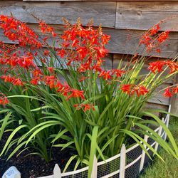 Sprouted Crocosmia in 1 gallon pot