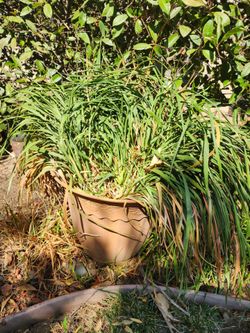 Potted Plants for Sale in Manteca  $10 each