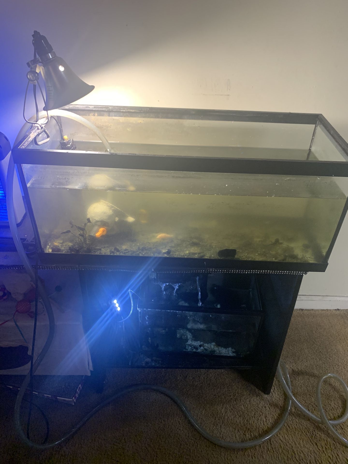 20 Gallon tank