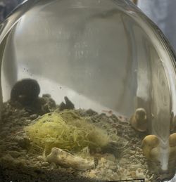 Glass Bottle Aquarium 