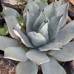 Huachuca agave AKA Artichoke Agave 15 Gal $65