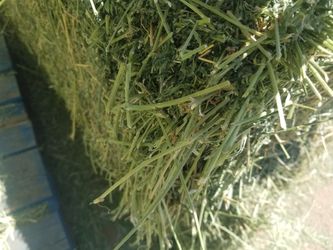Alfalfa Hay