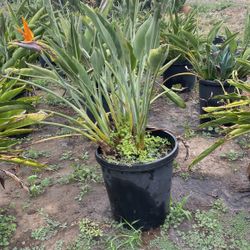 Birds Of Paradise