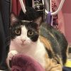 Sherry’s Purrfect  Deals