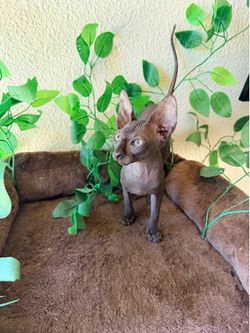 Cat tree