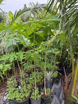Papaya tree
