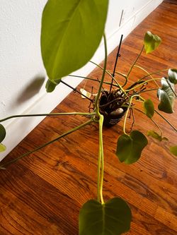 Monstera plant
