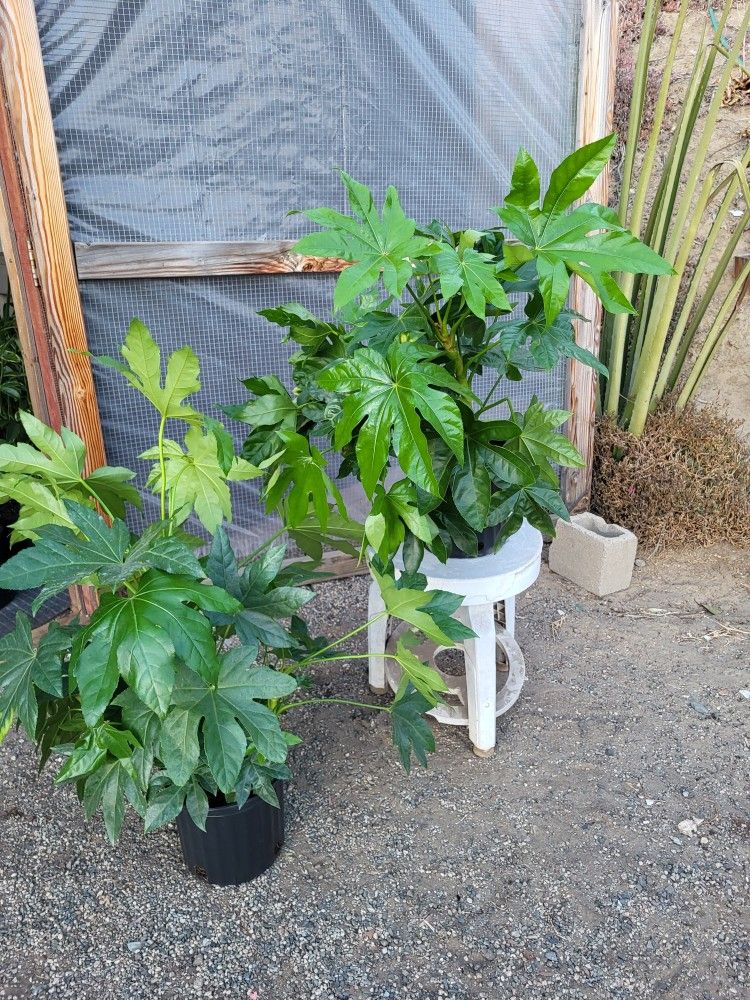 Fatsia Japonica  Plants 10" Pot $15 Each