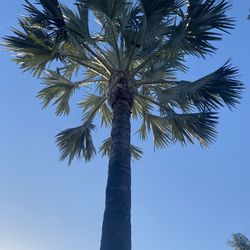 Palms & Tree Trimming 