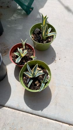 Agave Plants