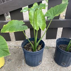 Elephant Plants