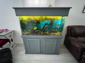 75 gal fresh water aquarium