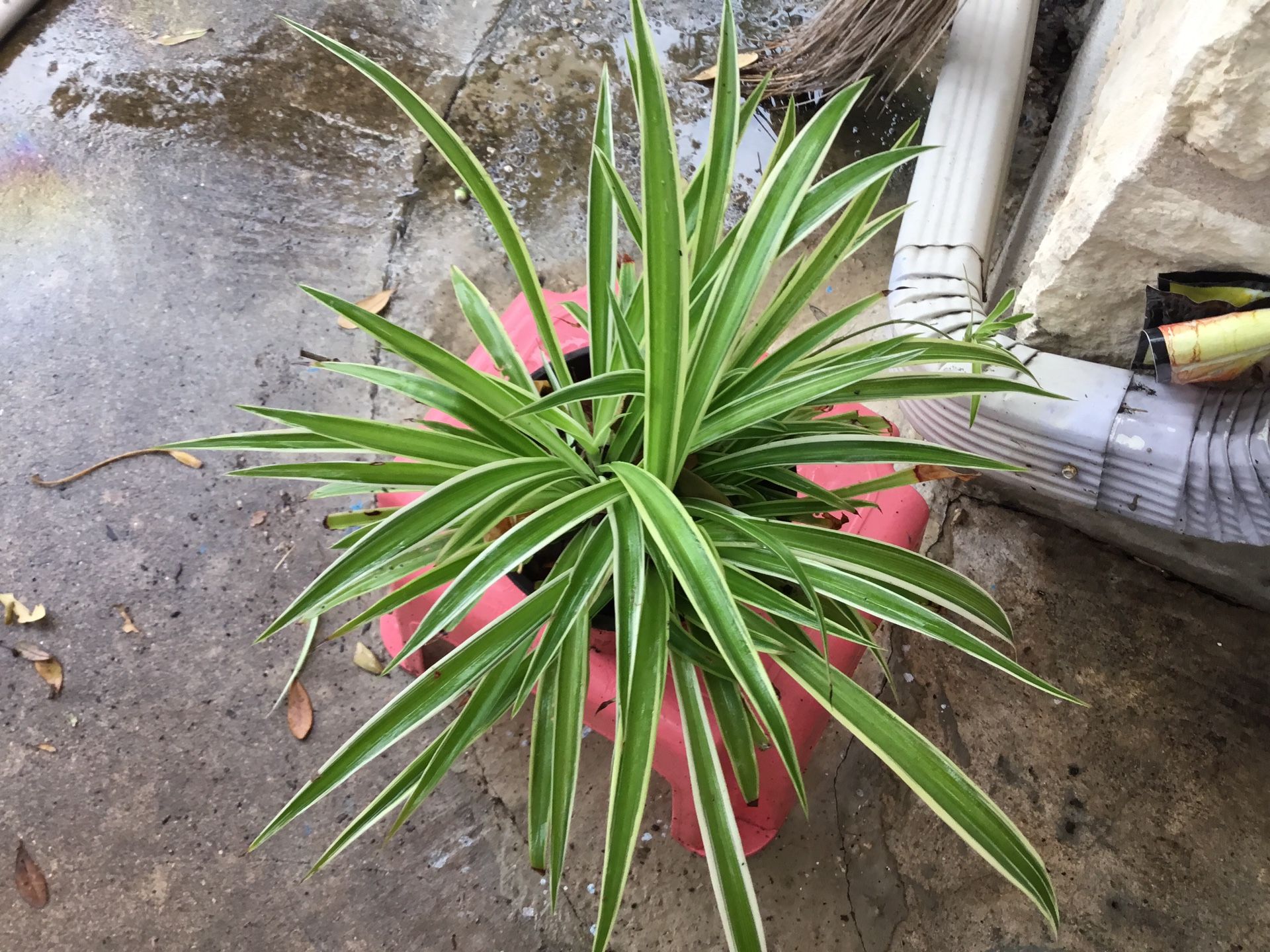 Spider Plant