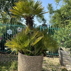 Mediterranean Palm Tree 