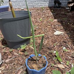 🌱 Fresh Potted Green Onion – Ready to Grow or Harvest! 🌱