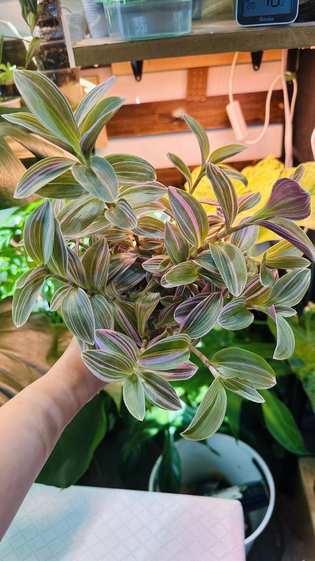 Tradescantia Nanouk for Sale – $10 (Firm) or Trade [ Houseplant - Indoor plant - Potted plant -  Live plant - Plant sale - Plant Swap - Plant Trade 