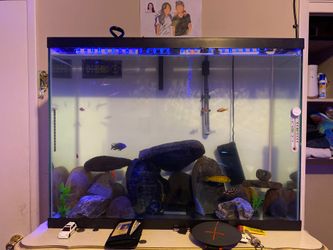 Fish Tanks / Aquarium