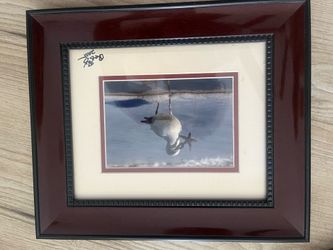 Seagull starfish print