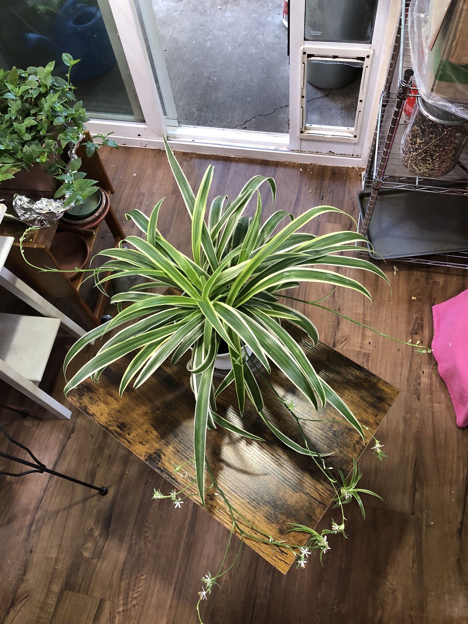 Large Spider Plant 