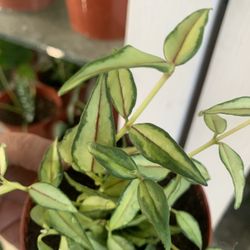 Hoya Bella Reverse.  Indoor Plants