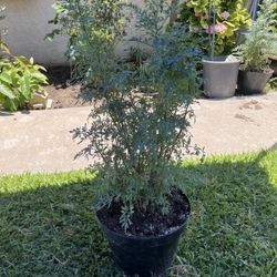 Ruda Plant
