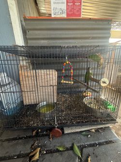 Bird cage
