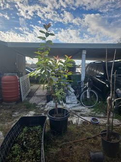 Jaamun Tree ,Java Plum Or Indian Blackberry