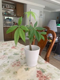 Money plant 🪴