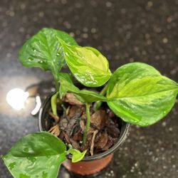 Manjula Pothos