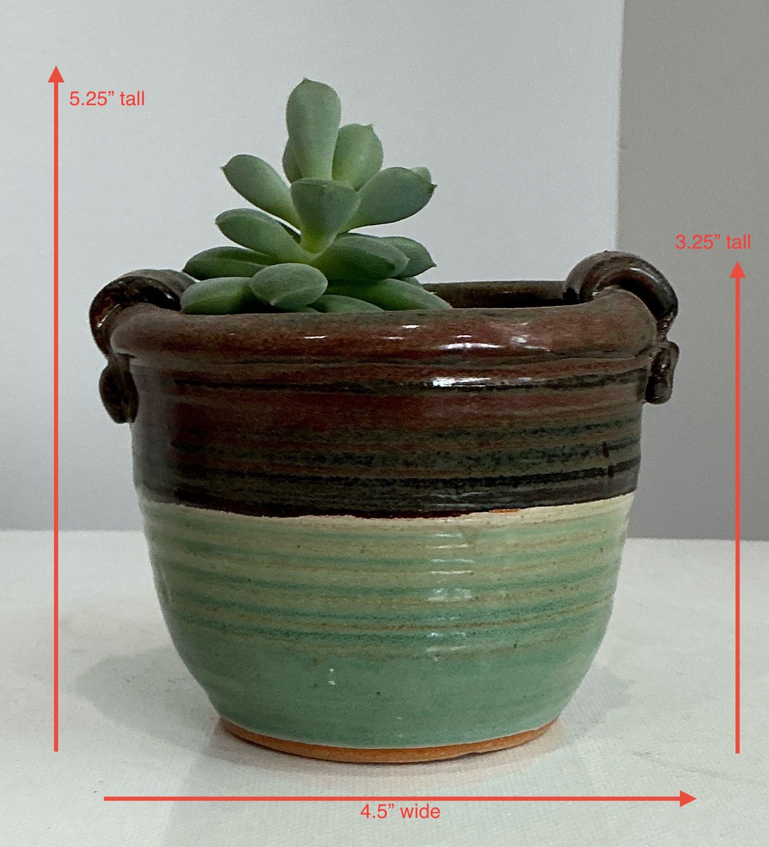 Live Mexican Snowball Succulent in a Small Espresso & Sage Fire Glazed Basket-Like Terracotta Pot