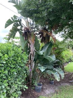 Bird of paradise tree