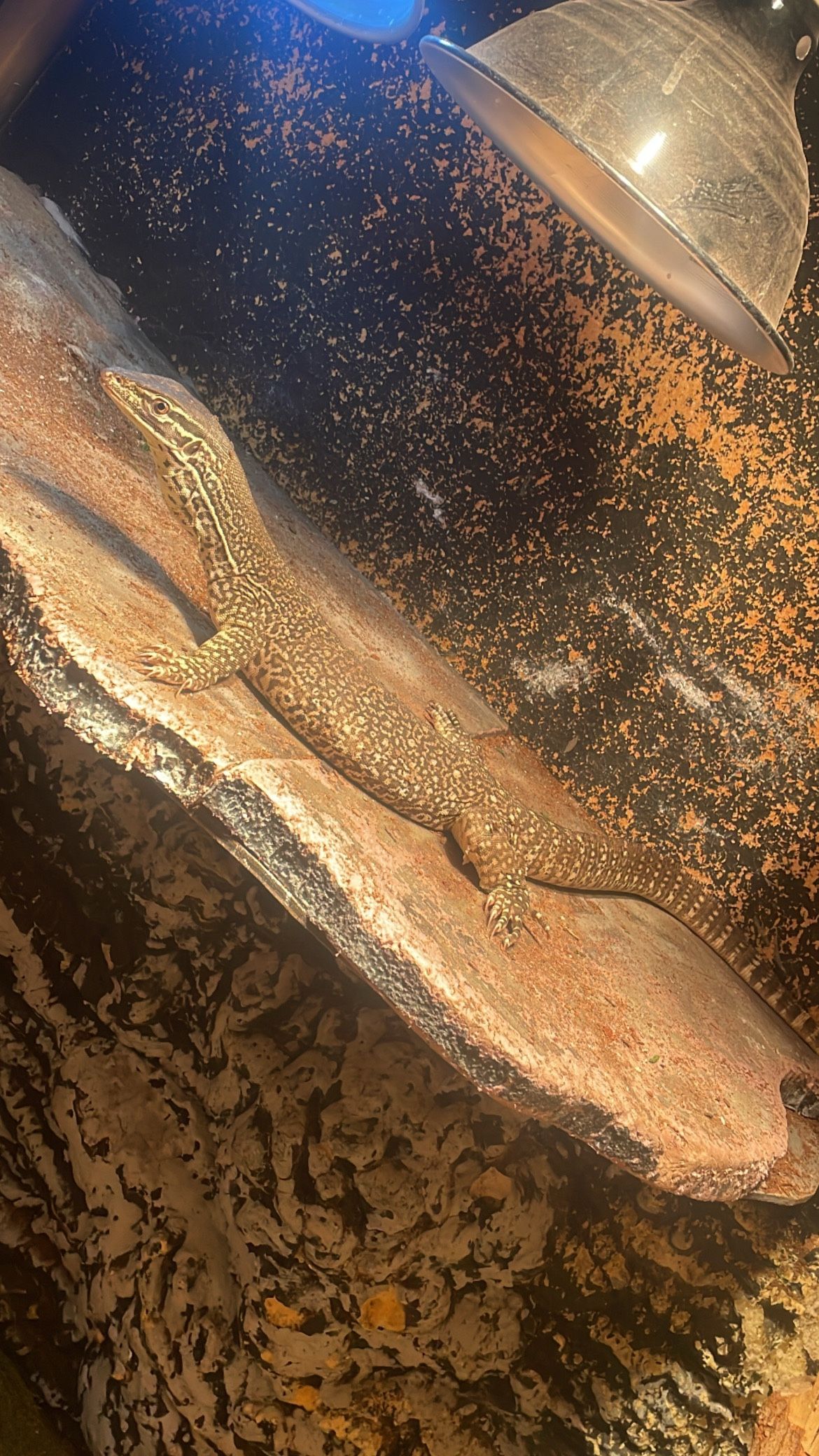 Argus monitor 