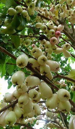 Sapote and wax apple