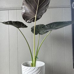 Regal Shield Plant in 9” Pot