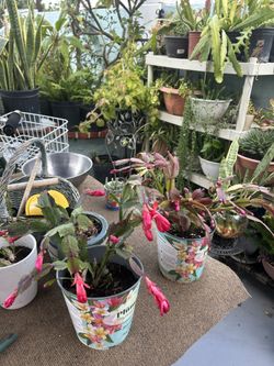 Una Planta Con Flores 