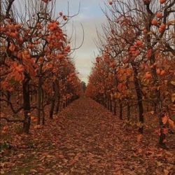 SWEET, MELT IN YOUR MOUTH  PERSIMMONS!!! 