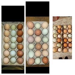 Fertilized Eggs