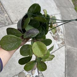 6” hoya obovata 