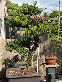 Bougainvillea bonsai tree