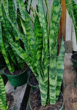 Snake Plants