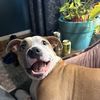 blue_ teeth