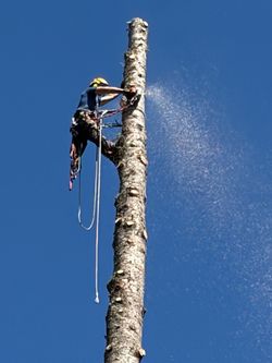Barter tree cutting